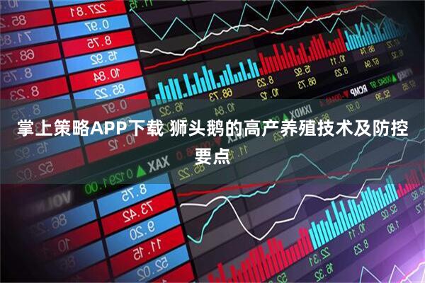 掌上策略APP下载 狮头鹅的高产养殖技术及防控要点
